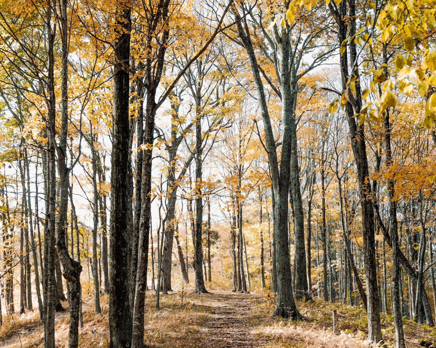 Coaching, mentoring or therapy? Making sense of your support options